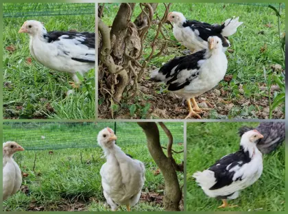 Leghorn Exchequer Pärchen 1.1