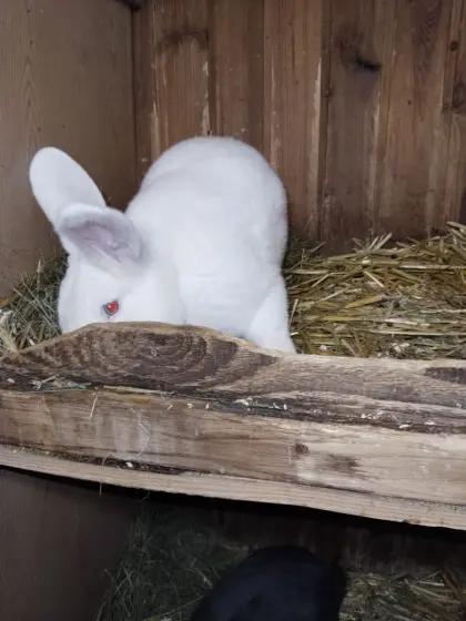Zucht Hasen weiße Wiener