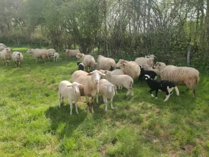 Ich gebe eine Menge Milchlämmer Manech Kopf Rotschopf