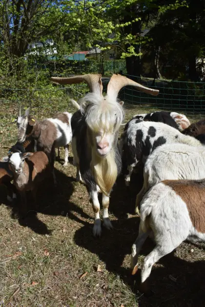 Kurzohr Bock und 4-Horn Ziege