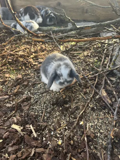 Zwergwidder Blau-weiß
