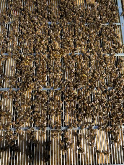 Carnica Auswinterungsvolk auf Zander Liebig