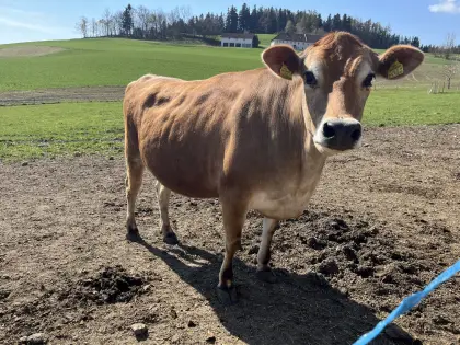 Trächtige Jerseykalbin aus EX92 Kuh
