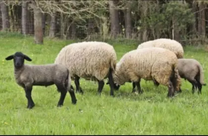 Brauche das ganze Jahr Lämmer und Altschafe