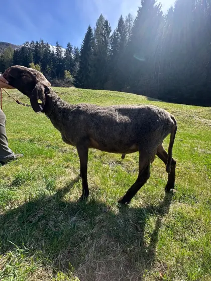 Brauner Bergschafwidder