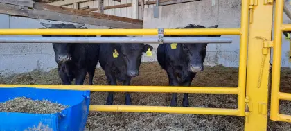 Verkaufe Bio Dexter Rinder, Stier, Jungkalb