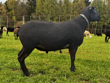 Juraschaf/Juraschafbock