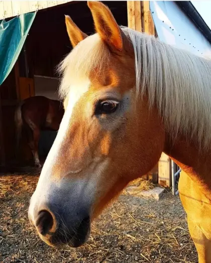 Haflinger