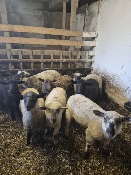 Lämmer zu verkaufen! (Schwarzkopf/Dexel) (Schwarzkopf/Jura)