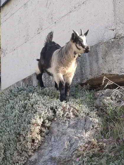 Passeirer Gebirgsziegenbock Kitz