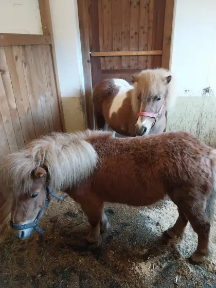 Zwei Ponystuten Mutter+Tochter