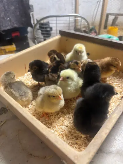 Tagesküken der Rassen Vorwerk, Sulmtaler, Exchequer Leghorn