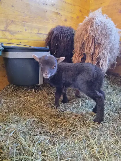 Ouessant, Zwergschaf, Quessant