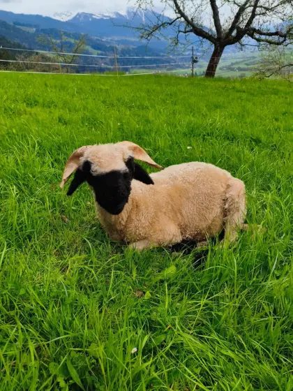 Walliser Schwarznasen Widder