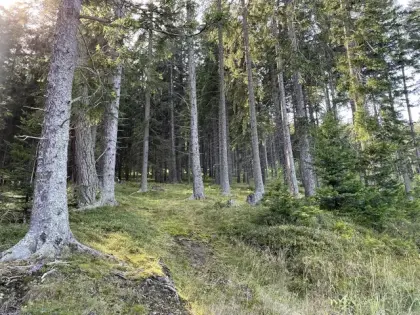 Kaufe Wald auf der Koralpe, Deutschlandsberg