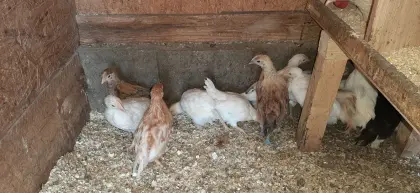 Junghennen Mixhühner