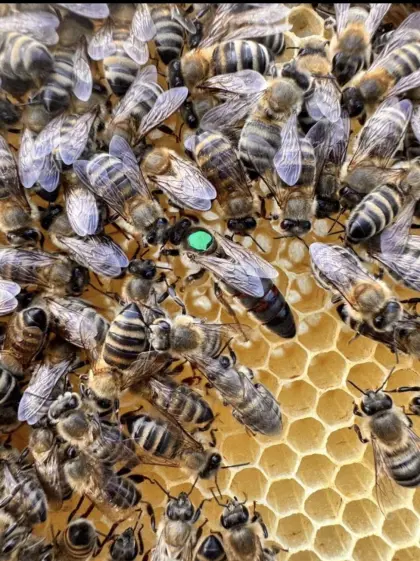 Verkauf von hochwertigen Bienenköniginnen, AKTION 5+1 GRATIS