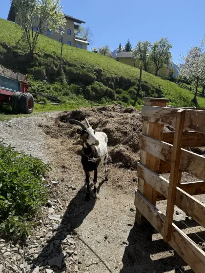 Tauernschecken mit HB