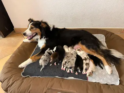 Australian Shepherd Welpen