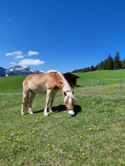 Hübsche Haflingerstute