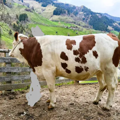 Verkaufe BIO Fleckvieh Zuchtkalbin