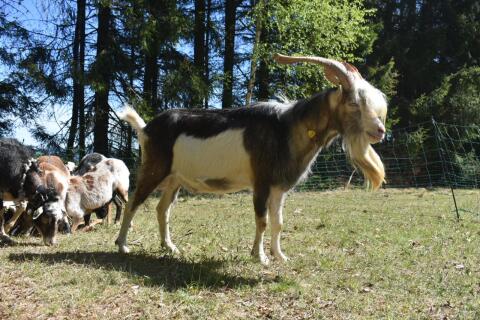 Kurzohr Bock und 4-Horn Ziege