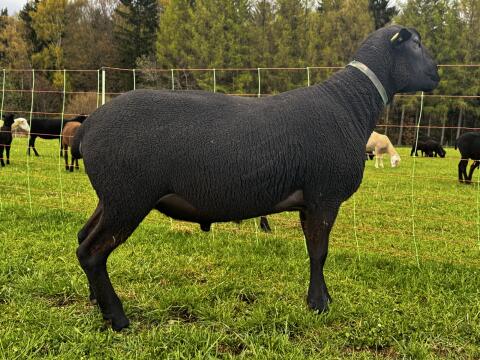Juraschaf/Juraschafbock