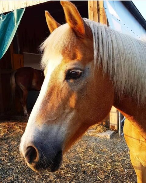 Haflinger