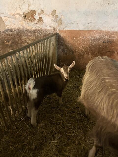 Toggenburger Kitz