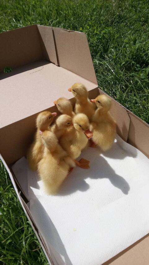Enten Küken