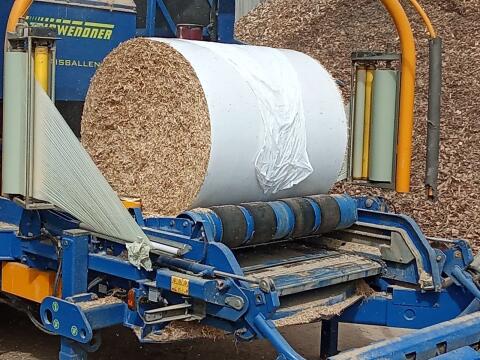 Miscanthus