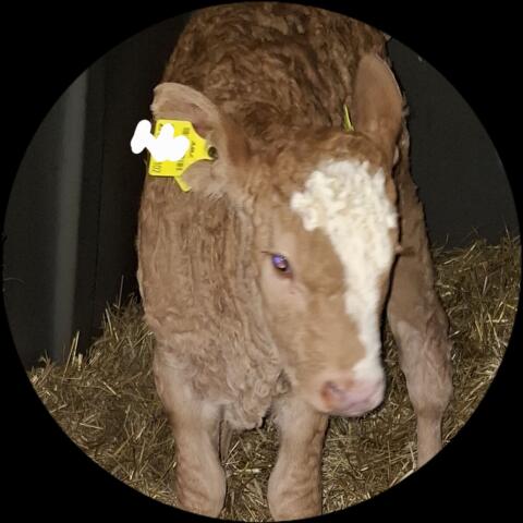 Bio Kalb
