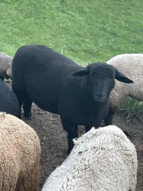 Jura Schafbock