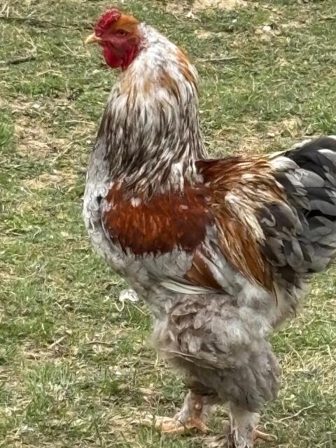 Brahma 2025