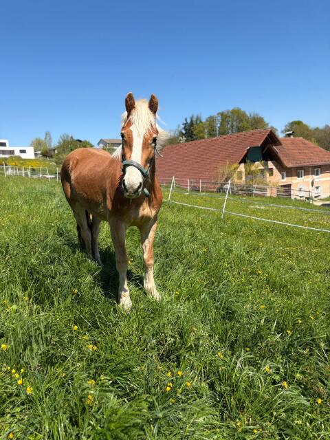 Haflinger-Wallach