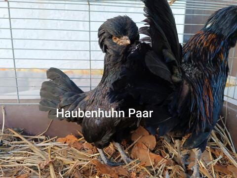 Haubenhuhn-Paar