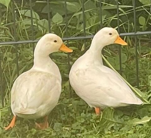 Zwergenten weiblich gesucht