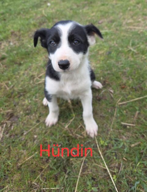 Border Collie Welpen