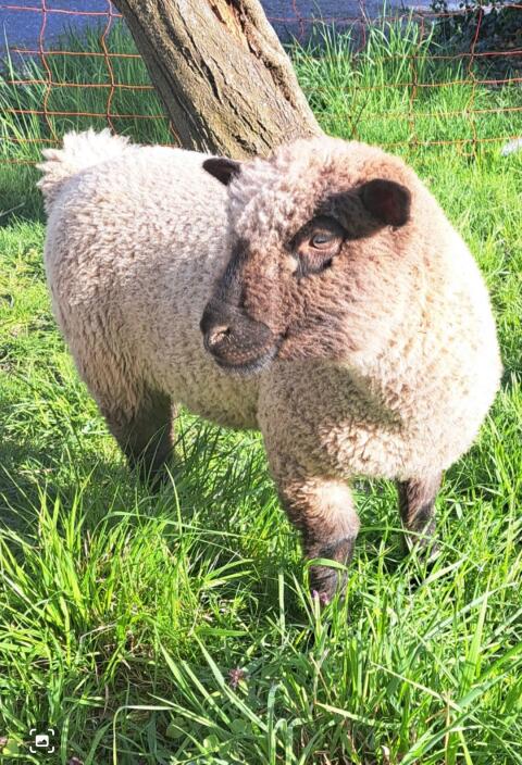 Shropshire-Schafe Widder