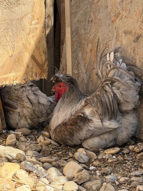 Sandschak Langkräher