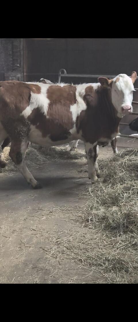Tragende Fleckviehfärsen, Fleischrinder, reinerbig hornlos
