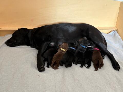 Labrador Hundebabys