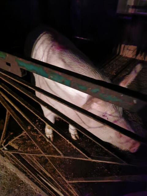 Landschwein