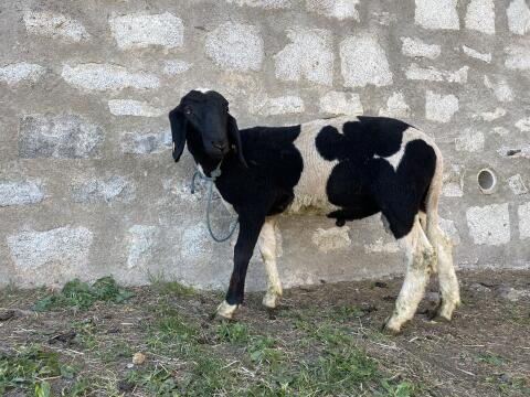 Tscheggen Jungwidder