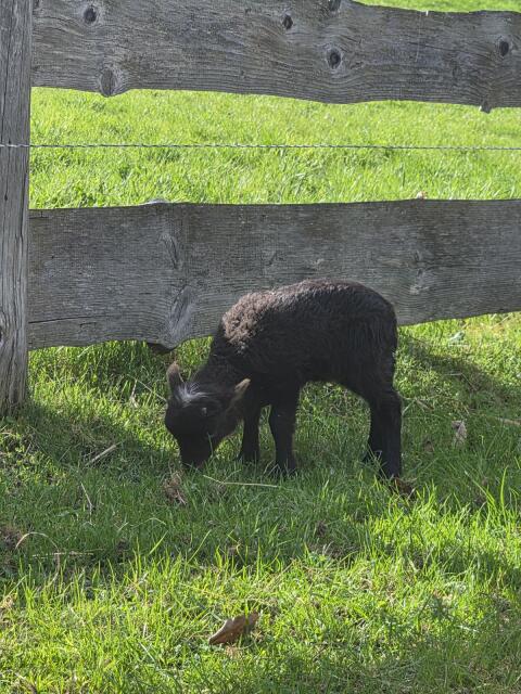 Ouessant Zwergschaf Quessant
