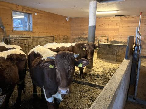 Verkaufe Pinzgauer Ochsen