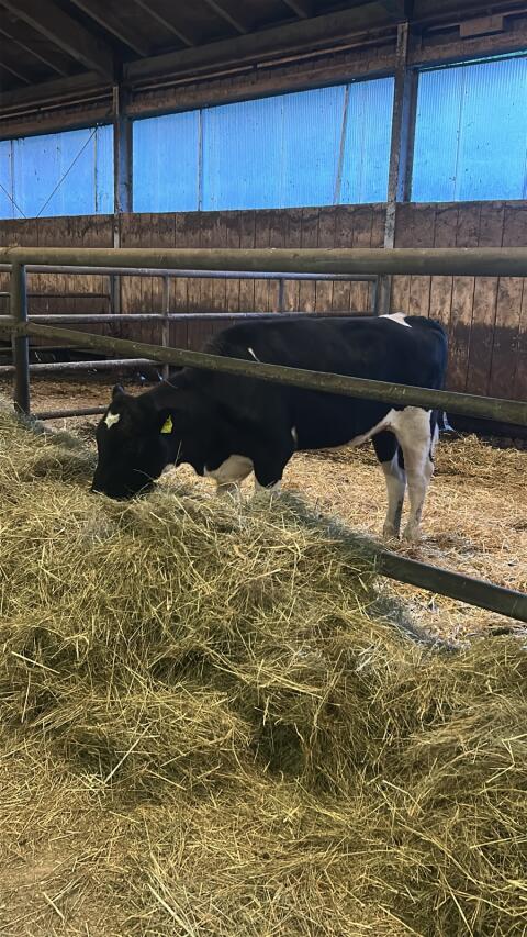 Wagyu-Kalbin