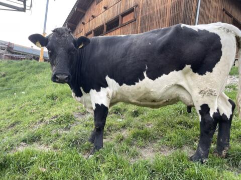 Verkaufe reinrassige Pinzgauer Kuh
