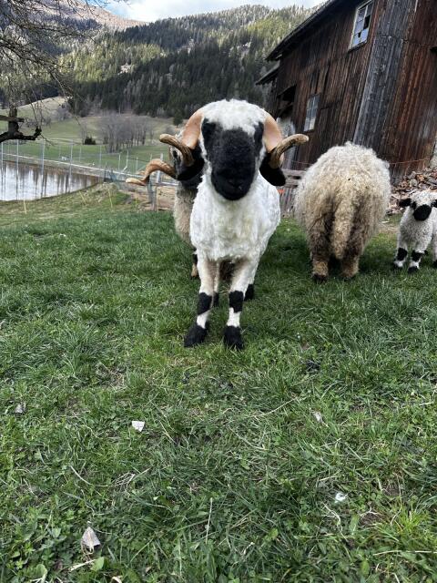 Walliser Schwarznasenwidder