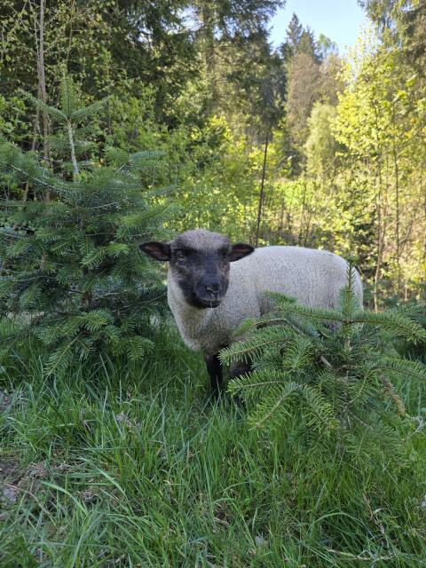 Junger Shropshire Schafbock